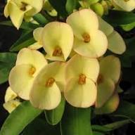 Yellow Thorns Flower Seeds Heirloom Non-GMO High Germination Organic Garden Seeds