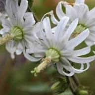 Semillas de flores blancas de Michauxia Campanuloides, reliquia, sin OMG, alta germinación, semillas de jardín orgánicas