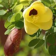Yellow Bell Orchid Flower Seeds for Planting – Heirloom, Non-GMO, High Germination Organic Garden Seeds
