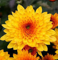 Yellow Pyrethrum Flower Seeds Heirloom Non-GMO High Germination Organic Garden Seeds for Planting