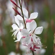 Gaura Flower Seeds White Heirloom Non-GMO High Germination Organic Garden Seeds for Planting
