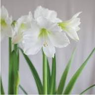 Amaryllis White Flower Seeds Heirloom Non-GMO High Germination Organic Garden Seeds