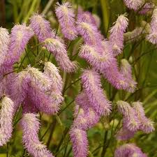 Mixed Sanguisorba Flower Seeds – Heirloom Non-GMO High Germination Organic Garden Seeds