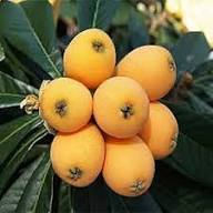 Orange Medlar Seeds for Planting – Heirloom Non-GMO High Germination Organic Garden Seeds