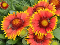 Red Arizona Flower Seeds for Planting Heirloom Non-GMO High Germination Organic Garden Seeds