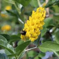 Yellow Argyrocytisus Flower Seeds for Planting – Heirloom, Non-GMO, High Germination Organic Garden Seeds