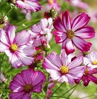 Red White Cosmos Flower Seeds Heirloom Non-GMO High Germination Organic Garden Seeds for Planting