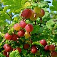 Mixed Gooseberry Fruit Seeds – Heirloom, Non-GMO, High Germination Organic Garden Seeds