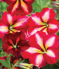 Red Yellow Petunia Flower Seeds – Heirloom, Non-GMO, High Germination Organic Garden Seeds for Planting