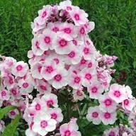 Pale Pink Phlox Flower Seeds – Heirloom, Non-GMO, High Germination Seeds