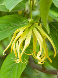 White Cananga Odorata Flower Seeds – Heirloom, Non-GMO, High Germination Seeds