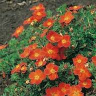 Rote Fingerkraut-Blumensamen – Alte Sorte, gentechnikfrei, hohe Keimrate, Bio-Gartensamen zum Pflanzen