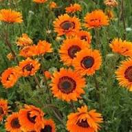 Venidium Fastuosum Flower Seeds for Planting – Heirloom, Non-GMO, High Germination