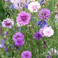 Purple Centaurea Flower Seeds for Planting – Heirloom Non-GMO High Germination Organic Garden Seeds Seeds for Planting