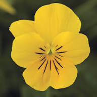 Yellow Viola Odorata Flowers Seeds – Heirloom Non-GMO Organic Garden Seeds