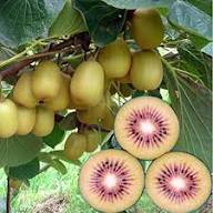 Mixed Kiwi Fruit Seeds – Heirloom, Non-GMO, High Germination Organic Garden Seeds for Planting