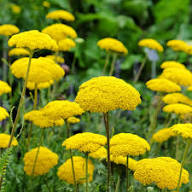 Yellow Achillea Ballerina Flower Seeds – Heirloom, Non-GMO, High Germination