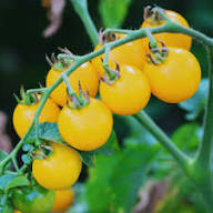 Tomato Yellow Seeds – Heirloom, Non-GMO, High Germination Organic Garden Seeds