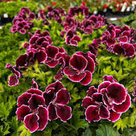 Purple Geranium Flowers Seeds Heirloom Non-GMO High Germination Organic Garden Seeds for Planting