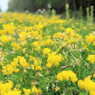 Yellow Trefoil Flower Seeds Heirloom Non-GMO High Germination Organic Garden Seeds