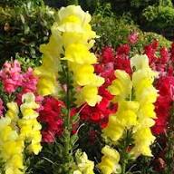 Yellow Antirrhinum Flower Seeds for Planting – Heirloom, Non-GMO, High Germination Organic Garden Seeds