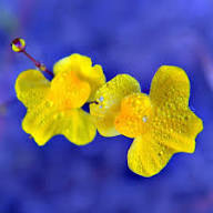 Utricularia Flower Seeds Yellow for Planting – Heirloom, Non-GMO, High Germination