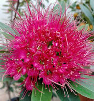 Pink Trifolium Alpestre Flower Seeds – Heirloom, Non-GMO, High Germination Organic Seeds