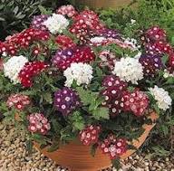Verbena Flower Seeds – Heirloom, Non-GMO, High Germination Organic Garden Seeds