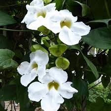 White Nierembergia Flower Seeds – Heirloom, Non-GMO, High Germination Organic Garden Seeds