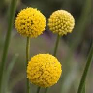 Pycnosorus Flower Seeds Heirloom Non-GMO High Germination Organic Garden Seeds for Planting