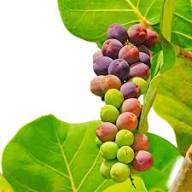 Sea Grape Fruit Seeds for Planting – Heirloom Non-GMO High Germination Organic Garden Seeds for Tropical Coastal Gardens