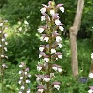 Purple White Acanthus Flower Seeds Heirloom Non-GMO High Germination Organic Garden Seeds