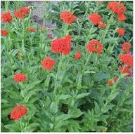 Red Chalcedonica Flowers Seeds – Heirloom, Non-GMO, High Germination Organic Garden Seeds for Planting | Seeds for Planting