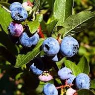 Jewel Blueberries Fruit Seeds for Planting – Heirloom, Non-GMO, High Germination Organic Garden Seeds for Fresh Sweet Blueberries