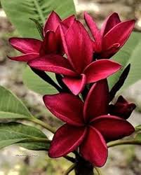 Red Plumeria Flower Seeds Heirloom Non-GMO High Germination Organic Garden Seeds