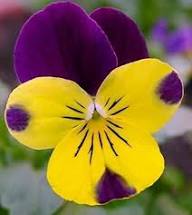 Violet Purple Pansy Flower Seeds Heirloom Non-GMO High Germination Organic Garden Seeds for Planting