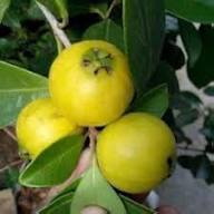 Rare Yellow Strawberry Guava Fruit Seeds for Planting – Heirloom High Germination Non-GMO Organic Garden Seeds Seeds for Planting