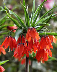 Red Kaiserkrone Flower Seeds – Heirloom Non-GMO High Germination Organic Garden Seeds for Planting