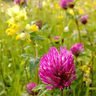 Pink Trifolium Flower Seeds – Heirloom, Non-GMO, High Germination Organic Seeds