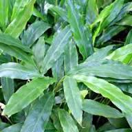 Green Cardamom Green Seed Heirloom Non-GMO High Germination Organic Garden Seeds for Planting