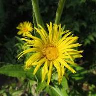 Yellow Elecampane Flower Seeds – Heirloom Non-GMO High Germination Organic Seeds