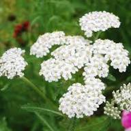 White Yarrow Flower Seeds – Heirloom Non-GMO High Germination Organic Garden Seeds