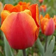 Orange Tulip Flower Seeds – Heirloom, Non-GMO, High Germination Seeds