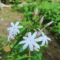 White Trachelospermum Jasminoides Flower Seeds Heirloom Non-GMO High Germination Organic Garden Seeds for Planting