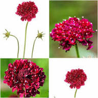 Red Pincushion Flower Seeds – Heirloom, Non-GMO, High Germination Organic Garden Seeds for Planting
