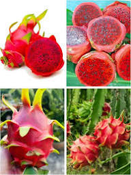 Mixed Pitaya Fruit Seeds – Heirloom, Non-GMO, High Germination Organic Garden