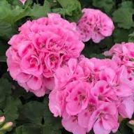 Rare Rosebud Geranium Flower Seeds Heirloom Non-GMO High Germination Organic Garden Seeds for Planting