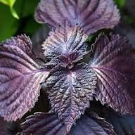 Semillas de Albahaca Morada Cepa Antigua Sin OGM Alta Germinación Semillas Orgánicas para Jardín