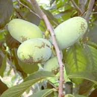 Green Pawpaws Seeds Heirloom Non-GMO High Germination Organic Garden Seeds for Planting