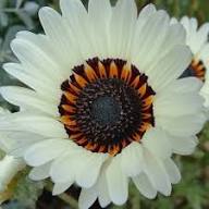 White Venidium Fastuosum Flower Seeds – Heirloom, Non-GMO, High Germination Organic Seeds